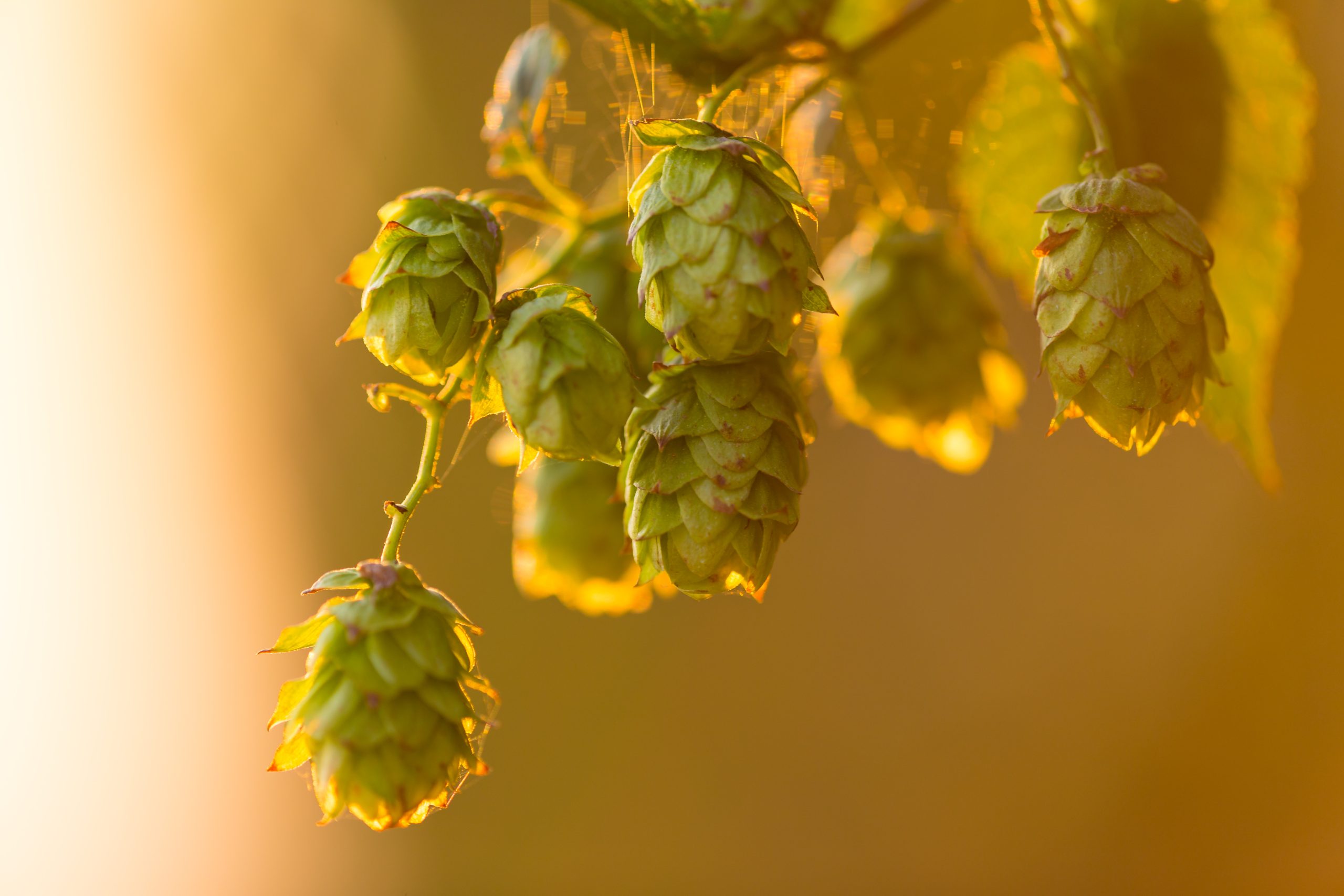 Detail of fresh hops cones